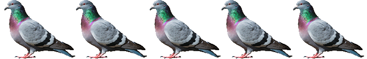 pigeons against e.l.f.
