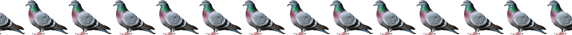 pigeons against e.l.f.